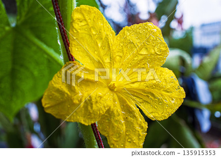Yellow cucumber flower with water droplets. Macro shot of fresh bloom in urban balcony garden Yellow cucumber flower with water droplets. Macro shot of fresh bloom in urban balcony garden 135915353