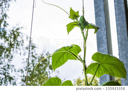 Two cucumber vines with green leaves grow vertically using support strings in an urban balcony garden 135915358