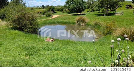 The idyllic scenery of Hobbiton [Matamata, New Zealand] 135915473