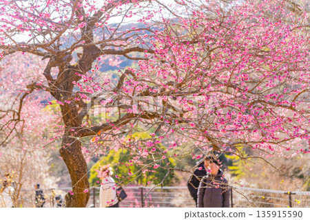 Atami Plum Garden (Shizuoka Prefecture) Tourists viewing the plum blossoms in full bloom Atami Plum Garden (Shizuoka Prefecture) Tourists viewing the plum blossoms in full bloom 135915590