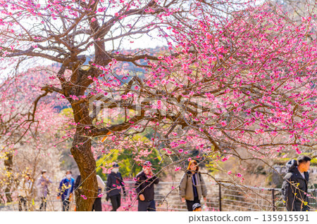 Atami Plum Garden (Shizuoka Prefecture) Tourists viewing the plum blossoms in full bloom 135915591