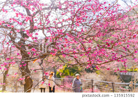 Atami Plum Garden (Shizuoka Prefecture) Tourists viewing the plum blossoms in full bloom Atami Plum Garden (Shizuoka Prefecture) Tourists viewing the plum blossoms in full bloom 135915592