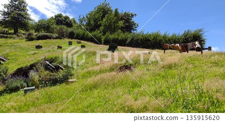 Scenery of Hobbiton [Matamata, New Zealand] 135915620