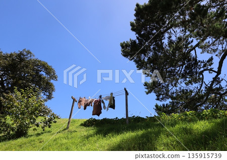 哈比屯(紐西蘭瑪塔瑪塔)的田園風光 哈比屯(紐西蘭瑪塔瑪塔)的田園風光 135915739