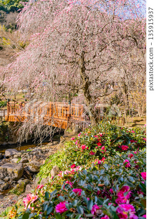 Atami Plum Garden (Shizuoka Prefecture) Camellia and plum blossoms in full bloom Atami Plum Garden (Shizuoka Prefecture) Camellia and plum blossoms in full bloom 135915937
