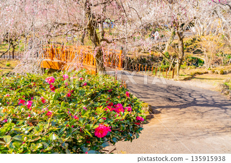 Atami Plum Garden (Shizuoka Prefecture) Camellia and plum blossoms in full bloom 135915938