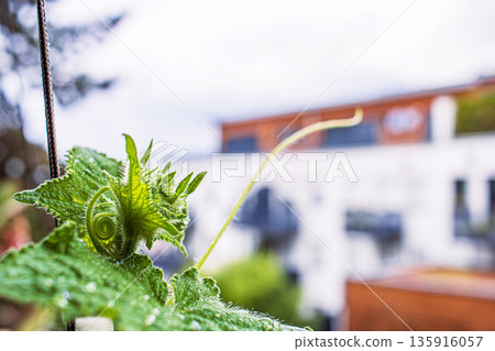 Closeup of a cucumber plant, growing on the urban balcony. Curled tendril and textured green leaf covered in water droplets. City building on the blurred background Closeup of a cucumber plant, growing on the urban balcony. Curled tendril and textured green leaf covered in water droplets. City building on the blurred background 135916057
