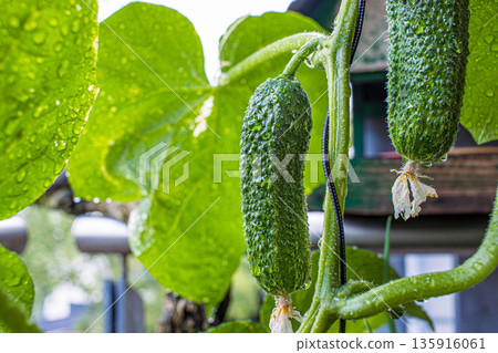 Closeup of fresh green cucumbers growing on the vine surrounded by large leaves and water droplets in an urban balcony garden Closeup of fresh green cucumbers growing on the vine surrounded by large leaves and water droplets in an urban balcony garden 135916061
