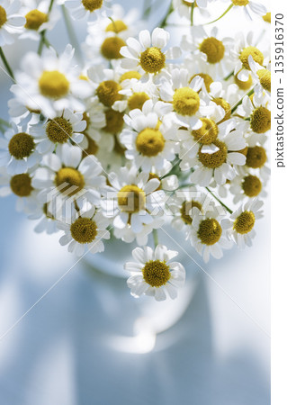 Bouquet of Matricaria flowers, soft blur on a light blue background (vertical) Bouquet of Matricaria flowers, soft blur on a light blue background (vertical) 135916370