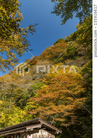 日本岡山縣真庭市坎波瀑布自然公園的秋葉 日本岡山縣真庭市坎波瀑布自然公園的秋葉 135916617