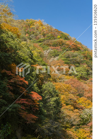 Autumn leaves at Kanba Falls Natural Park in Maniwa City, Okayama Prefecture, Japan 135916620