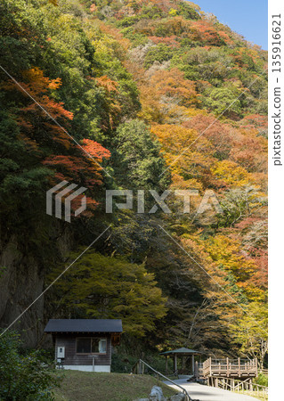 日本岡山縣真庭市坎波瀑布自然公園的秋葉 135916621