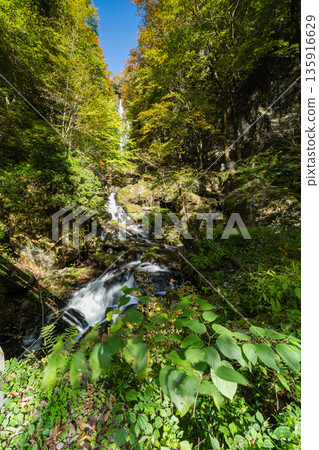 Autumn leaves and Kanba Falls in Kanba Falls Natural Park in Maniwa City, Okayama Prefecture, Japan Autumn leaves and Kanba Falls in Kanba Falls Natural Park in Maniwa City, Okayama Prefecture, Japan 135916629