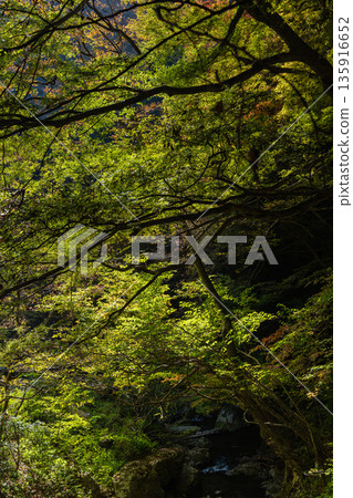 日本岡山縣真庭市坎波瀑布自然公園的秋葉 日本岡山縣真庭市坎波瀑布自然公園的秋葉 135916652