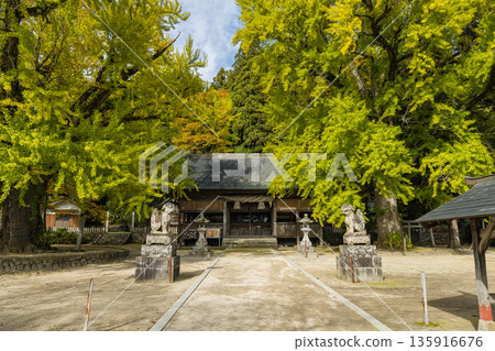 Japan: A large ginkgo tree at Fukuda Shrine in Hiruzen, Maniwa City, Okayama Prefecture, is turning a faint yellow-green before the leaves turn yellow. Japan: A large ginkgo tree at Fukuda Shrine in Hiruzen, Maniwa City, Okayama Prefecture, is turning a faint yellow-green before the leaves turn yellow. 135916676