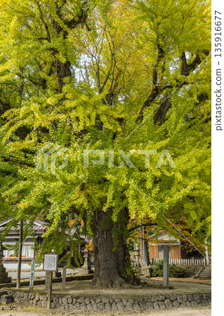 Japan: A large ginkgo tree at Fukuda Shrine in Hiruzen, Maniwa City, Okayama Prefecture, is turning a faint yellow-green before the leaves turn yellow. 135916677