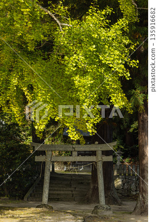 日本：岡山縣真庭市日斬福田神社的一棵大銀杏樹，在葉子變黃之前，正在變成淡淡的黃綠色。 135916682