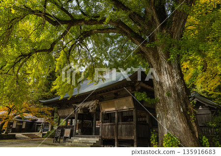 日本:岡山縣真庭市日斬福田神社的一棵大銀杏樹,在葉子變黃之前,正在變成淡淡的黃綠色。 日本:岡山縣真庭市日斬福田神社的一棵大銀杏樹,在葉子變黃之前,正在變成淡淡的黃綠色。 135916683
