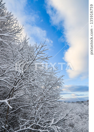 The contrast between snow-covered branches and the winter sky The contrast between snow-covered branches and the winter sky 135916759