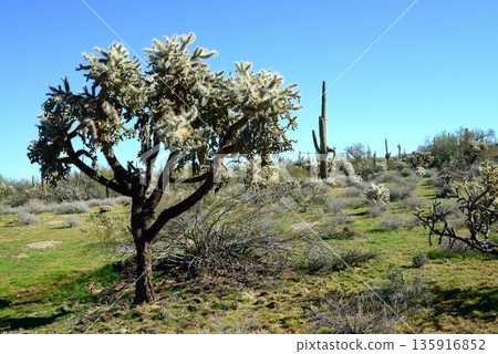 Cholla cactus, Sonora Desert, Mid Winter Cholla cactus, Sonora Desert, Mid Winter 135916852