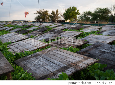 Rows of wooden shelter panels in snail farm with lush green plants symbolizing sustainable agriculture and heliculture production 135917056