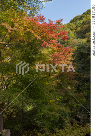 Autumn foliage at Gokei River, located upstream of the Makitani River, a tributary of the Takahashi River, Soja City, Okayama Prefecture, Japan Autumn foliage at Gokei River, located upstream of the Makitani River, a tributary of the Takahashi River, Soja City, Okayama Prefecture, Japan 135917196