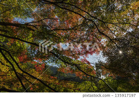 Autumn foliage at Gokei River, located upstream of the Makitani River, a tributary of the Takahashi River, Soja City, Okayama Prefecture, Japan 135917197