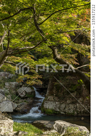 Autumn foliage at Gokei River, located upstream of the Makitani River, a tributary of the Takahashi River, Soja City, Okayama Prefecture, Japan Autumn foliage at Gokei River, located upstream of the Makitani River, a tributary of the Takahashi River, Soja City, Okayama Prefecture, Japan 135917212