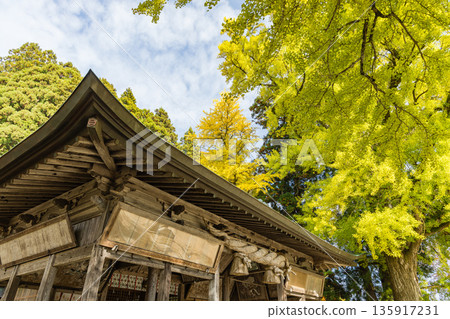 Japan: A large ginkgo tree at Fukuda Shrine in Hiruzen, Maniwa City, Okayama Prefecture, is turning a faint yellow-green before the leaves turn yellow. Japan: A large ginkgo tree at Fukuda Shrine in Hiruzen, Maniwa City, Okayama Prefecture, is turning a faint yellow-green before the leaves turn yellow. 135917231
