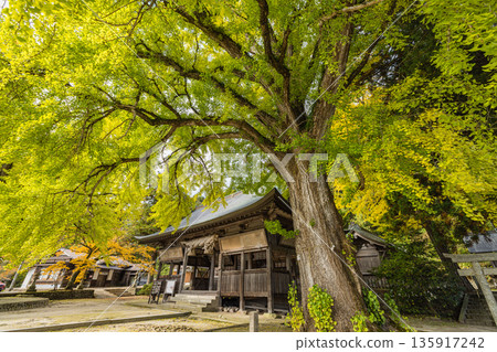 Japan: A large ginkgo tree at Fukuda Shrine in Hiruzen, Maniwa City, Okayama Prefecture, is turning a faint yellow-green before the leaves turn yellow. 135917242