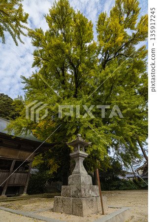 日本：岡山縣真庭市日斬福田神社的一棵大銀杏樹，在葉子變黃之前，正在變成淡淡的黃綠色。 135917245