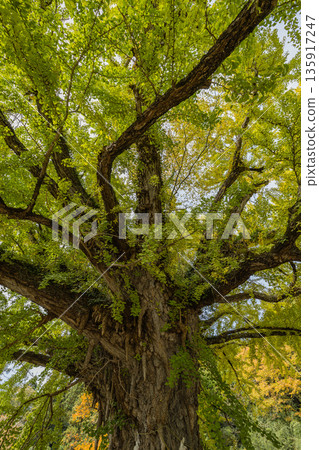 Japan: A large ginkgo tree at Fukuda Shrine in Hiruzen, Maniwa City, Okayama Prefecture, is turning a faint yellow-green before the leaves turn yellow. Japan: A large ginkgo tree at Fukuda Shrine in Hiruzen, Maniwa City, Okayama Prefecture, is turning a faint yellow-green before the leaves turn yellow. 135917247