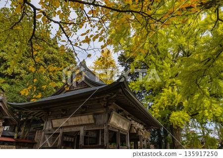 Japan: A large ginkgo tree at Fukuda Shrine in Hiruzen, Maniwa City, Okayama Prefecture, is turning a faint yellow-green before the leaves turn yellow. Japan: A large ginkgo tree at Fukuda Shrine in Hiruzen, Maniwa City, Okayama Prefecture, is turning a faint yellow-green before the leaves turn yellow. 135917250
