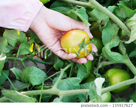 a hand holding a ripe tomato on the vine in an organic farm during golden hour, highlighting freshness, natural growth, sustainable agriculture, healthy food, and farm to table concept a hand holding a ripe tomato on the vine in an organic farm during golden hour, highlighting freshness, natural growth, sustainable agriculture, healthy food, and farm to table concept 135917627