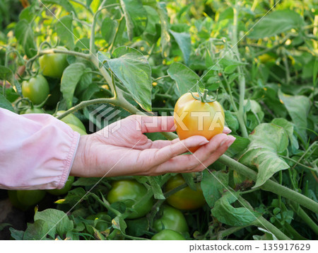 a hand holding a ripe tomato on the vine in an organic farm during golden hour, highlighting freshness, natural growth, sustainable agriculture, healthy food, and farm to table concept a hand holding a ripe tomato on the vine in an organic farm during golden hour, highlighting freshness, natural growth, sustainable agriculture, healthy food, and farm to table concept 135917629