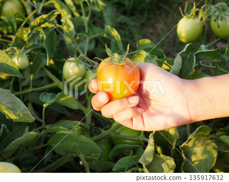 a hand holding a ripe tomato on the vine in an organic farm during golden hour, highlighting freshness, natural growth, sustainable agriculture, healthy food, and farm to table concept 135917632