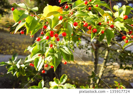 日本冬青的紅色莓果 1 135917724