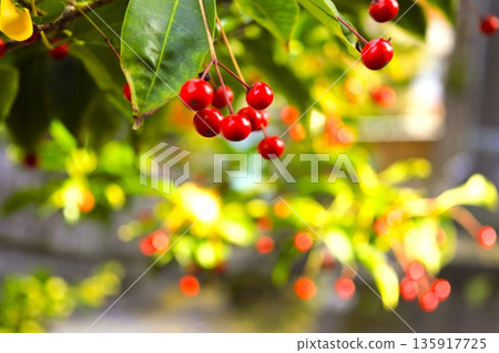 日本冬青的紅色莓果 2 日本冬青的紅色莓果 2 135917725