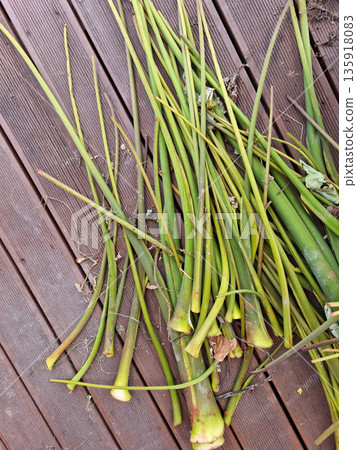 It is a pile of taro stalks placed on a wooden deck. It is a pile of taro stalks placed on a wooden deck. 135918083