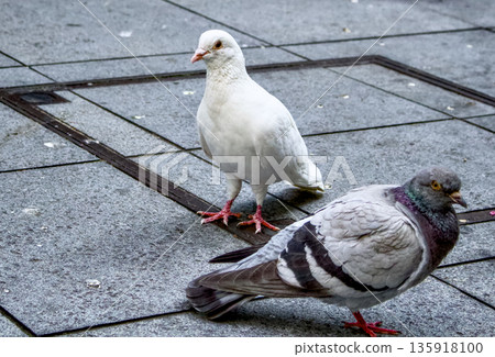城市廣場上兩隻鴿子的日常景象 135918100