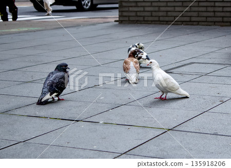 An everyday scene of several pigeons in a city square 135918206