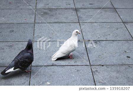 城市廣場上兩隻黑白相間的鴿子，這是日常生活中常見的景象。 135918207