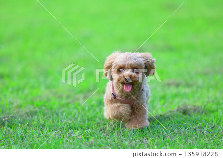 玩具貴賓犬在草地上玩耍 135918228