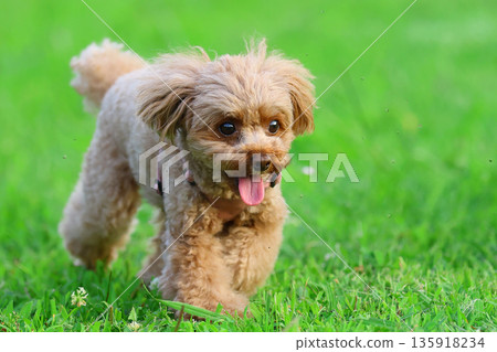 Toy poodle playing on the grass Toy poodle playing on the grass 135918234
