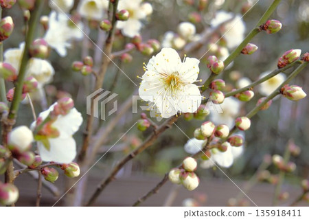 白梅花 1 135918411