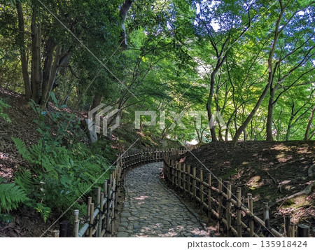 陽光透過樹木和一條天然小徑灑下。 135918424