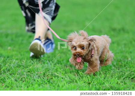 一隻玩具貴賓犬正在愉快地散步 一隻玩具貴賓犬正在愉快地散步 135918428