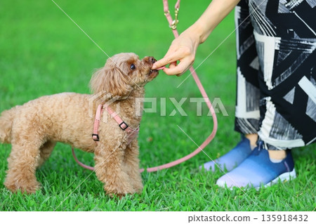 玩具貴賓犬散步時得到零食 135918432