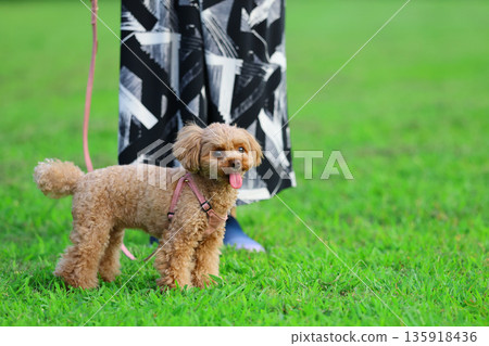 散步的玩具貴賓犬 散步的玩具貴賓犬 135918436