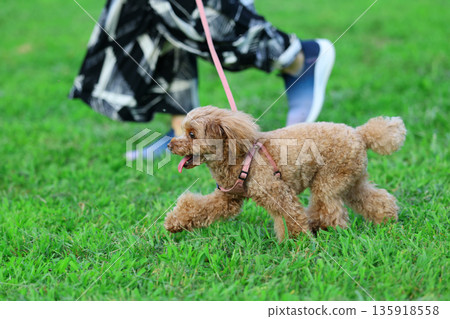 一隻玩具貴賓犬正在愉快地散步 135918558